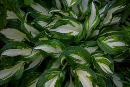 Host flowering in a flowerbed in a country garden. Sunshine. Daylight.の写真素材