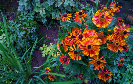 Helenium hybridum flowers in the botanical garden. Natural background.