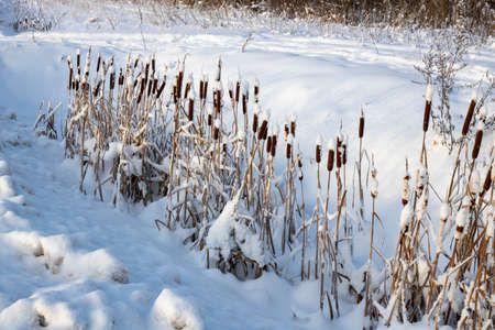 Winter cattail in a snow-covered ditch near the roadの写真素材