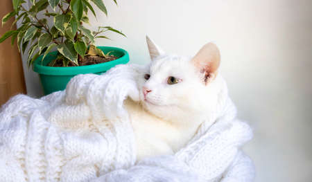 A young white cat lies on the windowsill near a ficus tree wrapped in a white knitted scarf.