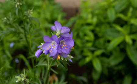 Lilac bell flowers bloom in the summer in the garden.の写真素材
