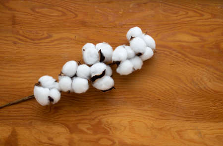 Dried white fluffy cotton flower on wooden background, close-up, copy space, top view. The Concept Of Easter.の写真素材