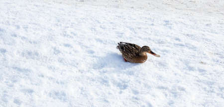 Mallard duck close-up sitting on frozen snow, in the bright sun on a sunny day.の写真素材