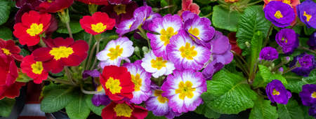 Primrose is multicolored in full bloom. Primula vulgaris blooms.の写真素材
