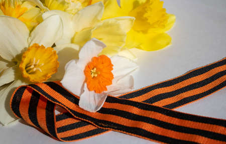 Daffodils and St. George ribbon on a white background. St. George's Ribbon-a symbol of the Great Victory.の写真素材