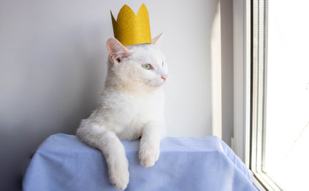 A white cat with a golden crown on its head looks out the window.の写真素材