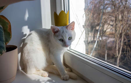 A white cat with a golden crown on its head sits by the window.の写真素材