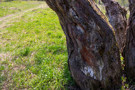 A tree trunk isolated on a grassy background.