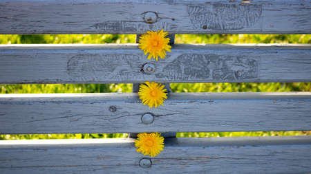 Yellow dandelion flowers on a blue wooden bench in summer.の写真素材