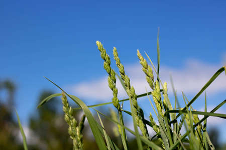A few green spikelets in a field of grass and a blue sky with white clouds in a blurの写真素材