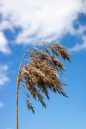 A reed branch against a background of blue sky and white clouds.Pampas grass with light blue sky and...