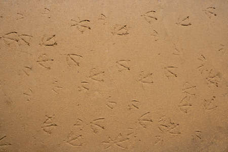 Bird tracks on the yellow wet sand. Summer beach background. Seagull tracks in the sand.の写真素材