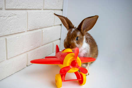 A traveler rabbit sits next to a red toy airplane on a white background