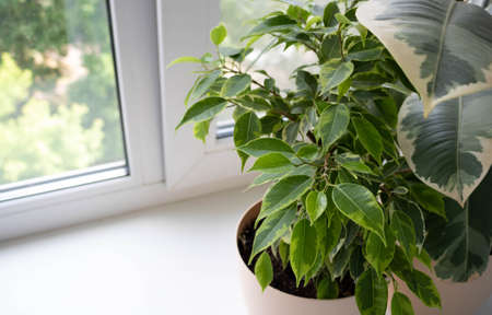 Ficus in a pot on a bright windowsill. The concept of a room flower for the office