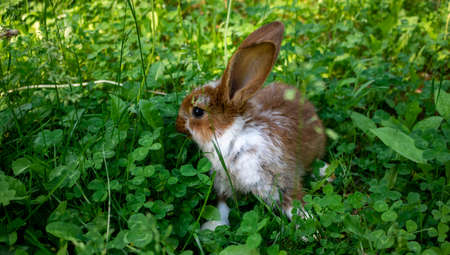 A homely little brown rabbit hides in the green grass on a bright sunny summer dayの写真素材