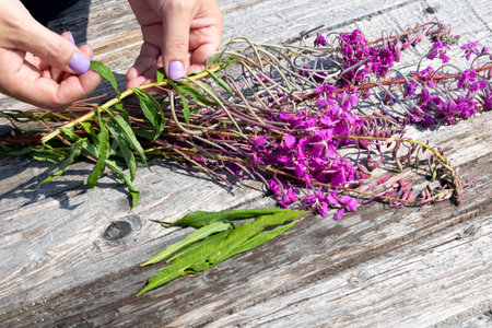 Women's hands are sorting through the flowers of Ivan-tea for drying on a gray plank table. The concept of herbal medicineの写真素材