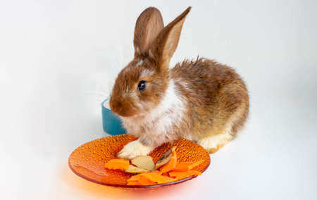 The red rabbit is sitting and eating carrots from an orange plate.Isolated on a white background.の写真素材