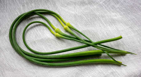 Green onion arrows lie on a gray background. An onion plant that produces Allium seeds in the second year of growth.の写真素材