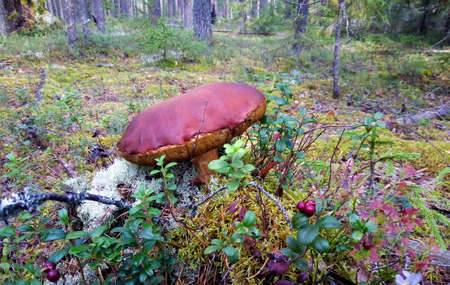 The white mushroom grows in the moss on a sunny dayの写真素材