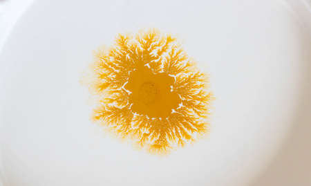 Yellow color spreads in white acrylic paint.の写真素材
