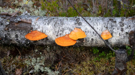 Top view, a healing chaga mushroom on the trunk of an old fallen birch. The red mushroom is a parasite growing on a treeの写真素材