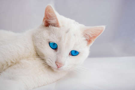 A white cat with a pink nose and blue eyes lies on a white background.の写真素材