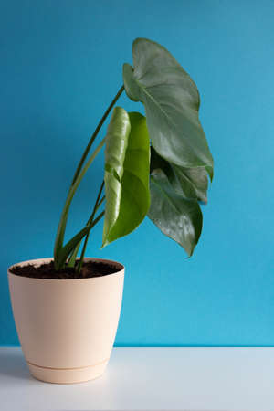 Young green monstera in a pot on a table on a blue wall backgroundの写真素材