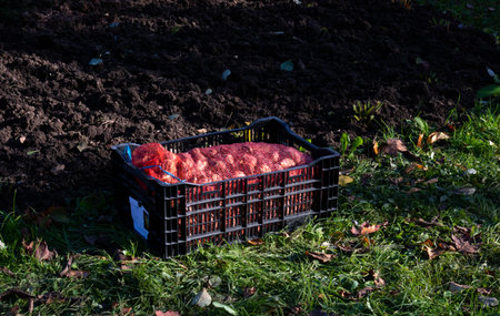 In a large box in a grid there are tulip bulbs on the background of the soil, a place for text.の写真素材