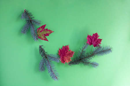 Twigs of blue spruce and red maple leaves on a green background. The concept of autumn, new year.の写真素材