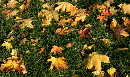 Background with bright colorful, the first fallen dry leaves on a green grassy lawn in the yard or...