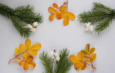 Christmas composition, pattern of fir branches and autumn leaves on a white background. Top view, a place to copy.の写真素材