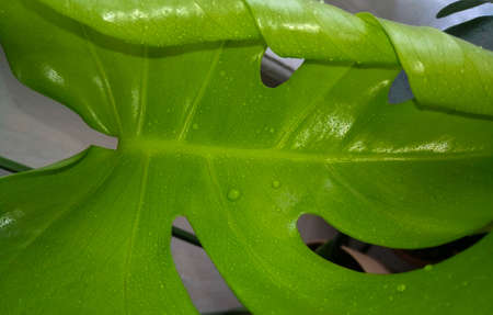 Monstera , a large young green leaf in drops of waterの写真素材