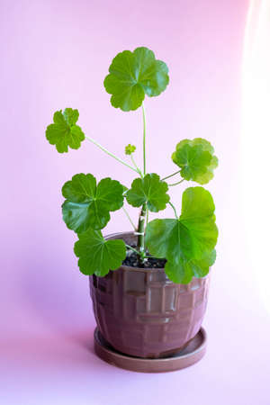 Geranium in a brown pot on a pink background. Young geranium shoots.の写真素材