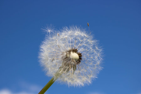 A dandelion with seeds blown away by the wind across a clear blue skyの写真素材