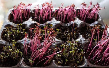 Photo of sprouting seedlings ready for the greenhouse. spring background. Seedlings in the spring on the window. Seedlings in a plastic trayの写真素材