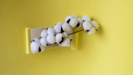 Yellow background with a hole from which a white fluffy cotton branch sticks out. Easter Conceptの写真素材