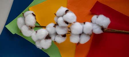 Beautiful white cotton flowers lie on colorful pieces of skin.の写真素材