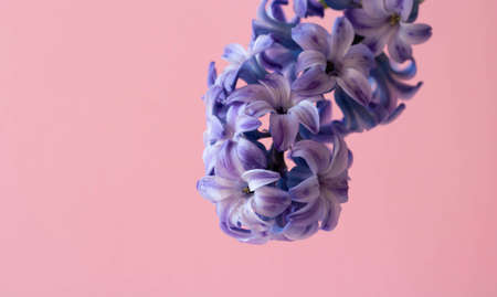 A lilac hyacinth flower highlighted on a pink background.The first spring flower is a lilac hyacinth. Place for your textの写真素材