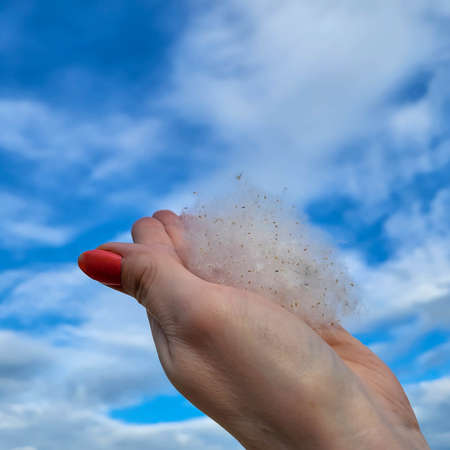 Poplar fluff in his hand against the blue sky. Weightlessness, lightness, the concept of allergyの写真素材
