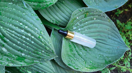 A bottle with a pipette on the background of a green leaf hosts with raindrops. Frosted glass...