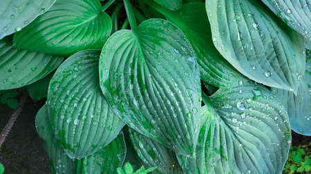 A hosta flower with green leaves grows in a flower bed in the city garden