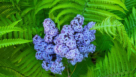 A beautiful branch of lilac lies on the leaves of a fern. fern background