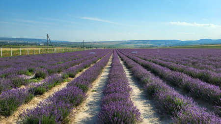Beautiful lavender field with long purple rowsの写真素材