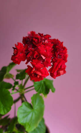Blooming red geranium on a pink background. Young geranium shoots