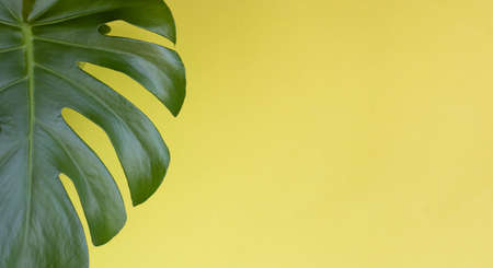 Beautiful green monstera leaf on a yellow background. place for text.