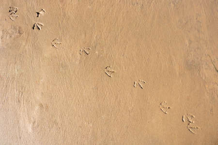Birds footprints on sand beach in sunny dayの写真素材