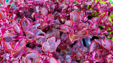 The plant is red, sprouts in the garden on a flower bed.の写真素材