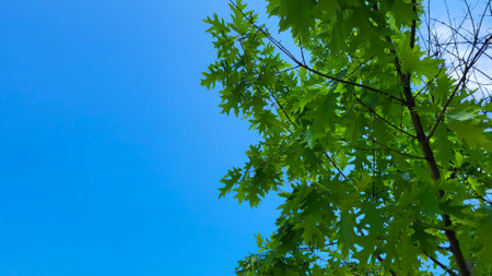 Green maple leaves on a blue sky background on a sunny dayの写真素材