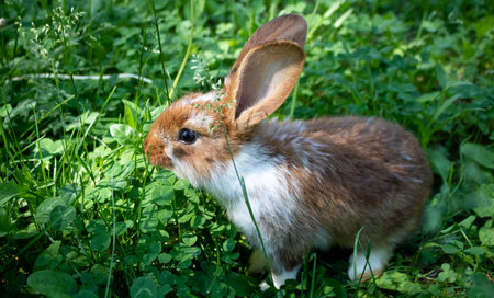 A red rabbit is sitting on a green clover lawn. The concept of Easter, New Year, animal husbandry