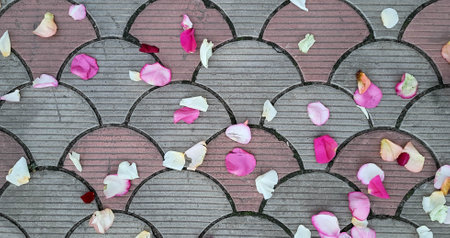 Colorful rose petals on the asphalt. Red, pink, white petals under your feet.